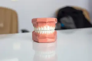Model of human teeth sitting on table