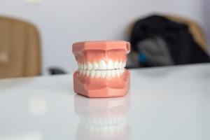 Model of human teeth sitting on table